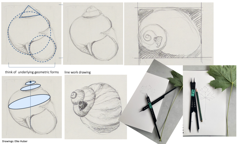 step by step basic shell drawing